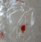 Chloe Desrousseaux, Atelier, matiere, Entendre MATIERE parler, transparence albatre, cire rouge, ecorce bouleau, sculpture, pierre, bronze
