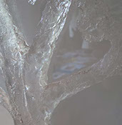 Chloe Desrousseaux, Atelier, matiere, Entendre MATIERE parler, transparence albatre, cire rouge, ecorce bouleau, sculpture, pierre, bronze
